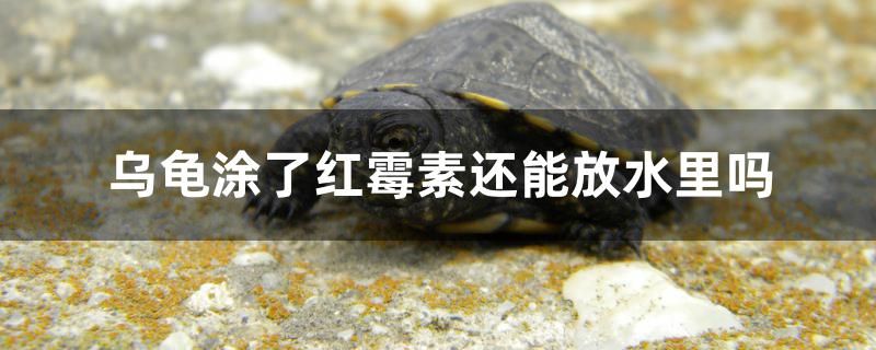 乌龟涂了红霉素还能放水里吗