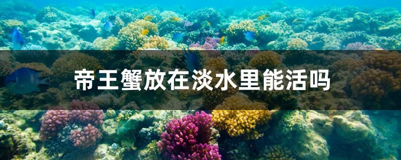 帝王蟹放在淡水里能活吗 红老虎鱼