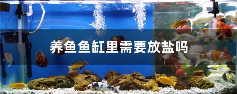 养鱼鱼缸里需要放盐吗