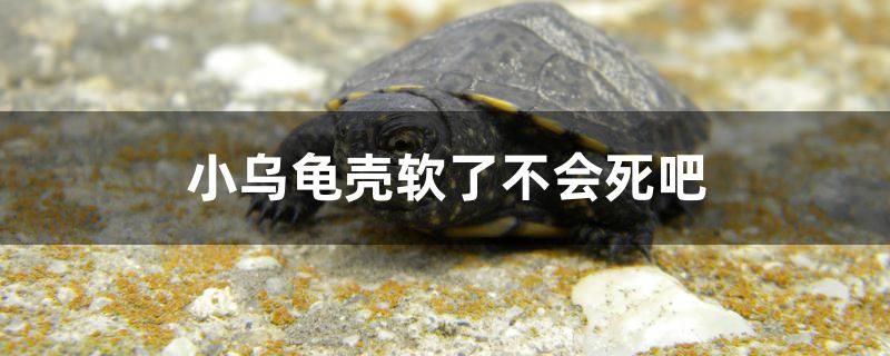 小乌龟壳软了不会死吧 海水鱼（海水鱼批发）