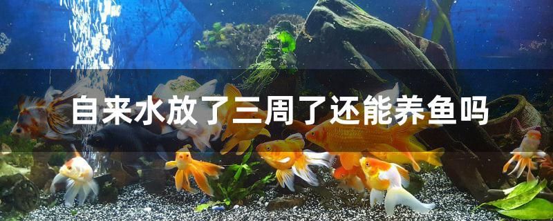 本溪市明山区鱼乐圈水族店 全国水族馆企业名录