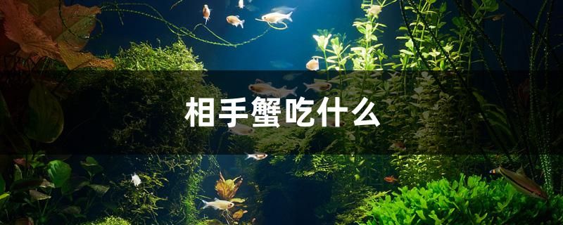 相手蟹吃什么 肥料