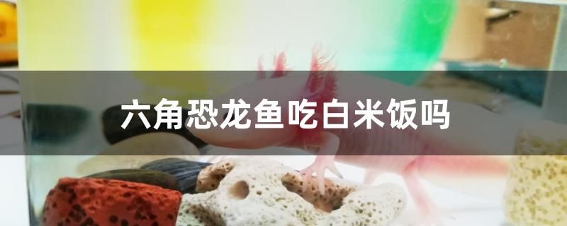 六角恐龙鱼吃白米饭吗