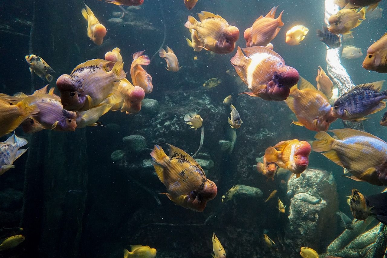 海景鱼缸图片大全大图高清的简单介绍 白玉红龙鱼