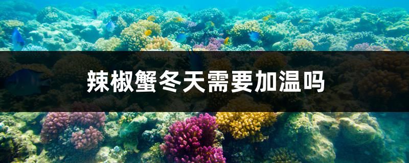 辣椒蟹冬天需要加温吗