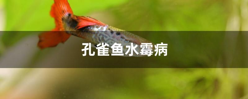 七彩雷龙鱼公母分辨图（ 七彩雷龙怎么看公母） 粗线银版鱼