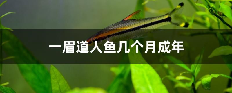 一眉道人鱼几个月成年 九鼎鱼缸