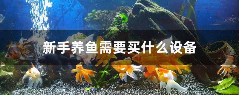 新手养鱼需要买什么设备