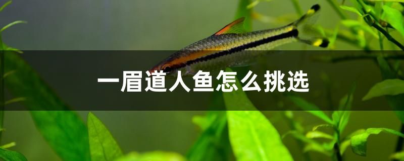 一眉道人鱼怎么挑选