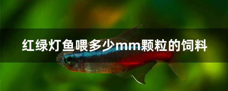 红绿灯鱼喂多少mm颗粒的饲料