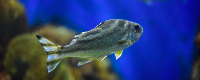 鱼炸鳞了怎样快速治疗松鳞病怎么治 水族世界