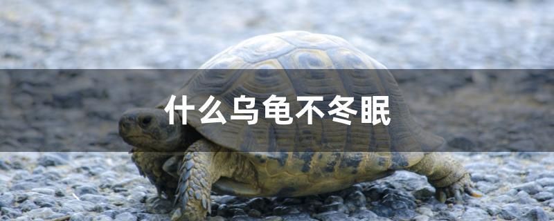 什么乌龟不冬眠 其它水族用具设备