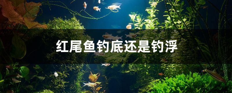 红尾鱼钓底还是钓浮