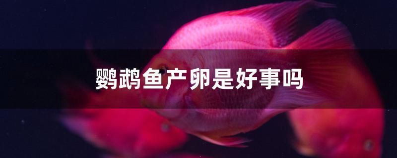 鹦鹉鱼产卵是好事吗 水族展会