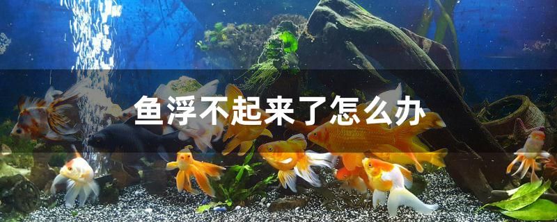 鱼浮不起来了怎么办 肥料