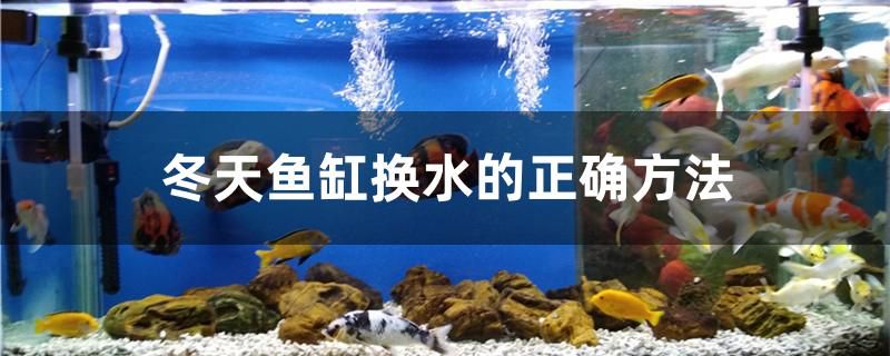 冬天鱼缸换水的正确方法