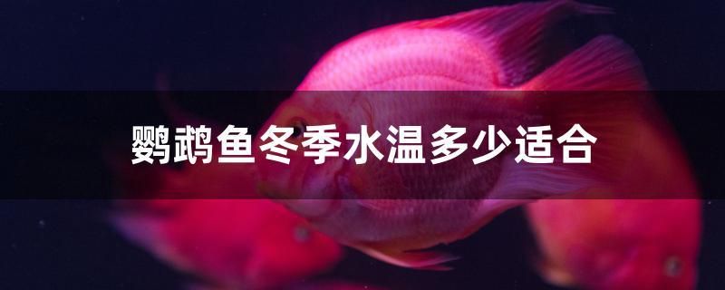 鹦鹉鱼冬季水温多少适合 2024第28届中国国际宠物水族展览会CIPS（长城宠物展2024 CIPS）