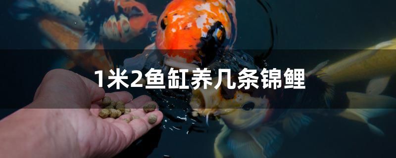 1米2鱼缸养几条锦鲤 潜水艇鱼