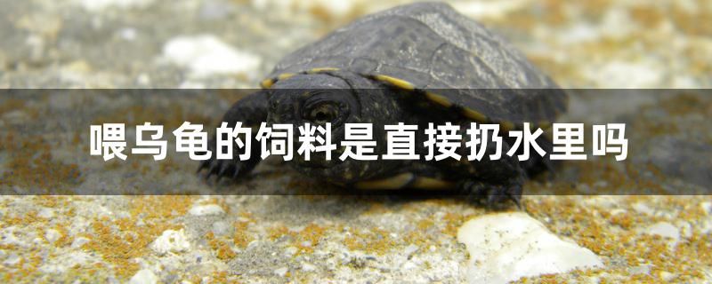 喂乌龟的饲料是直接扔水里吗