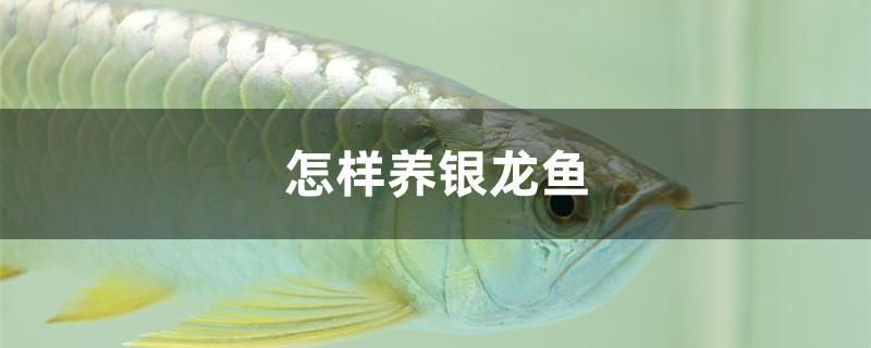 怎样养银龙鱼 三色锦鲤鱼