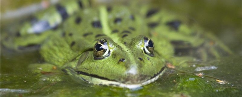 青蛙是爬行动物吗是水生动物吗 森森鱼缸