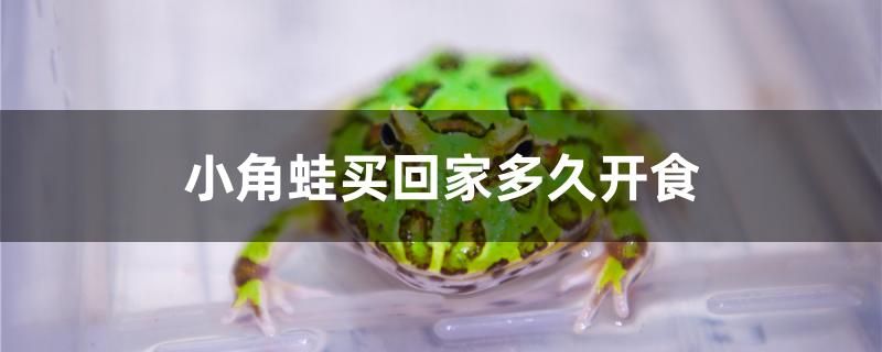 小角蛙买回家多久开食 铁甲武士