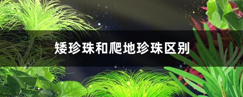 矮珍珠和爬地珍珠是一种水草吗有什么区别 水族世界