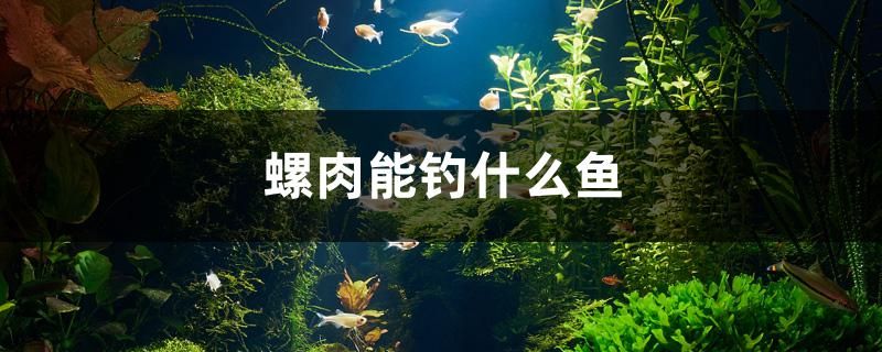 螺肉能钓什么鱼 黑桃A鱼苗