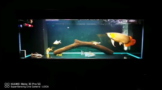 水族乐园鱼缸插电源能用吗视频（水族乐园鱼缸插电源能用吗视频教程） 龙鱼百科