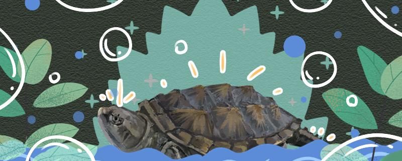 佛鳄龟一年能长多少厘米最大能长多大 一眉道人鱼