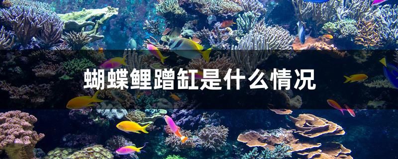 蝴蝶鲤蹭缸是什么情况