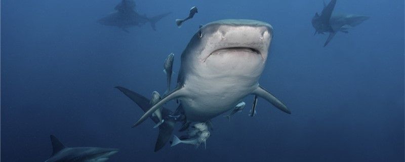 鲨鱼割了鱼翅能活吗鲨鱼有哪些特点