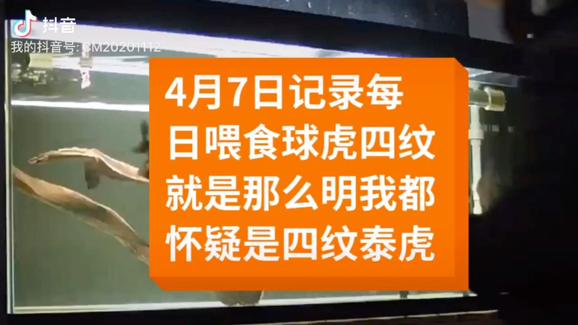 越来越胆大！会不会是四纹泰虎呢？嘿嘿嘿嘿 观赏鱼论坛 第1张