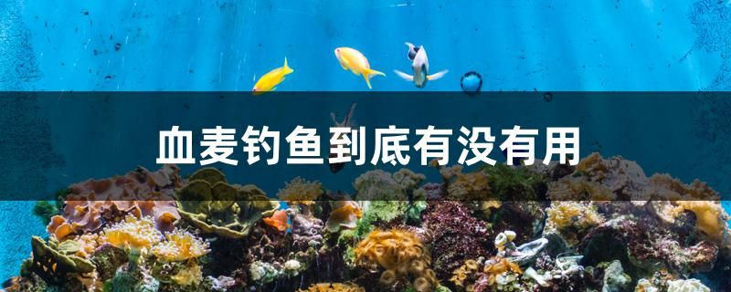 血麦钓鱼到底有没有用 元宝凤凰鱼专用鱼粮