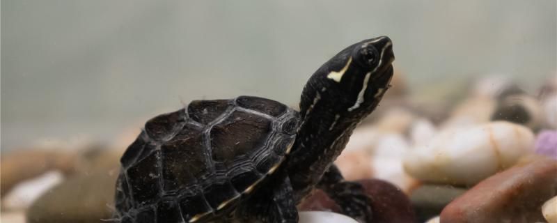 麝香龟几月份产蛋能产多少