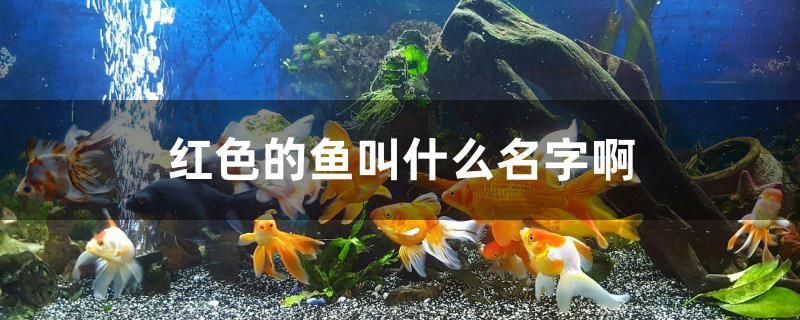 红色的鱼叫什么名字啊 雪龙鱼