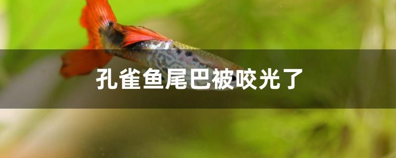 孔雀鱼尾巴被咬光了还会长出来吗