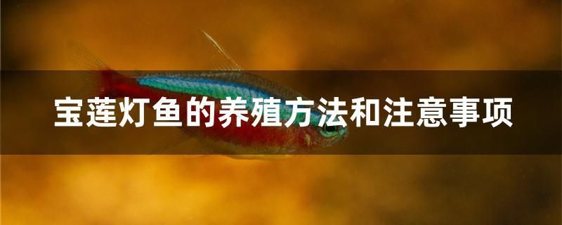 宝莲灯鱼的养殖方法和注意事项 泰庞海鲢鱼