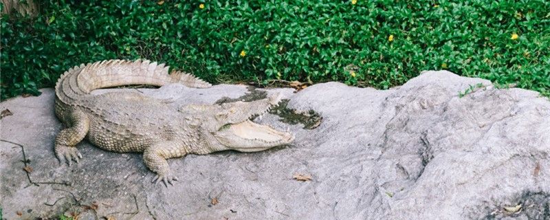 鳄鱼会吃牙签鸟吗为什么不吃牙签鸟 广州水族批发市场