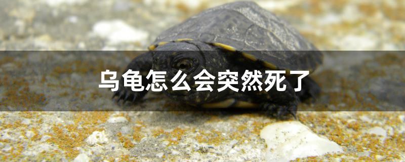 乌龟怎么会突然死了