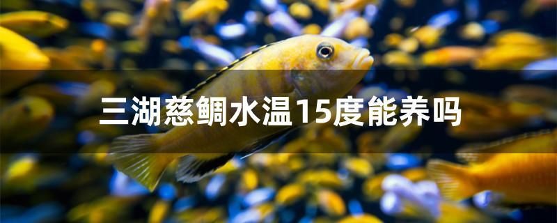 三湖慈鲷水温15度能养吗 帝王血钻鱼