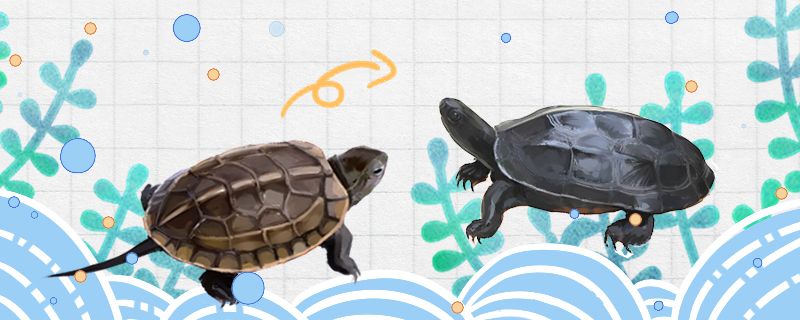 草龟墨化是什么意思怎么养成墨龟 养鱼知识