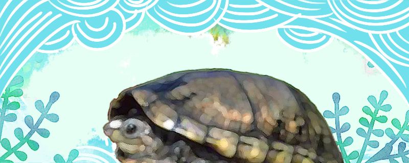 亚马逊泥龟好养吗怎么养 马来西亚猫山王榴莲