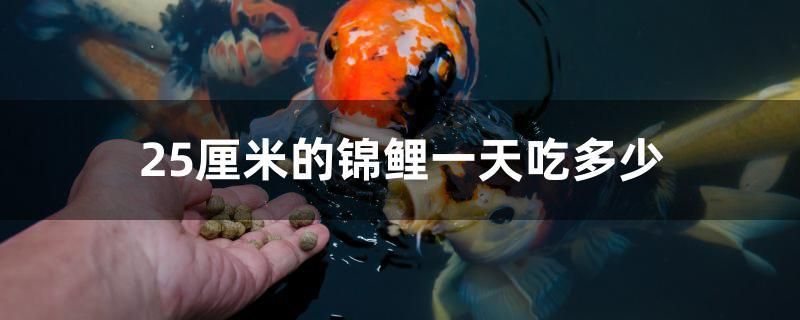 25厘米的锦鲤一天吃多少 水族维护服务（上门）