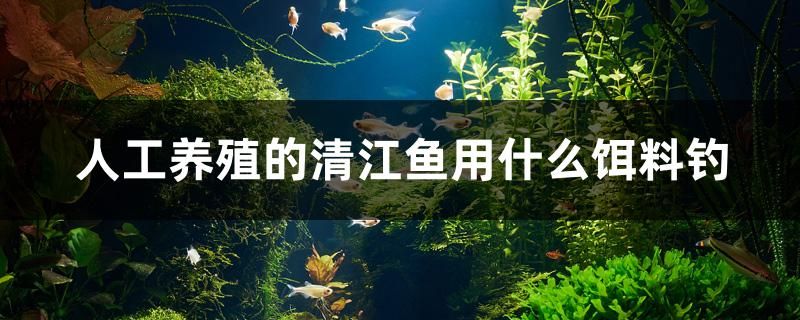 人工养殖的清江鱼用什么饵料钓 观赏鱼百科