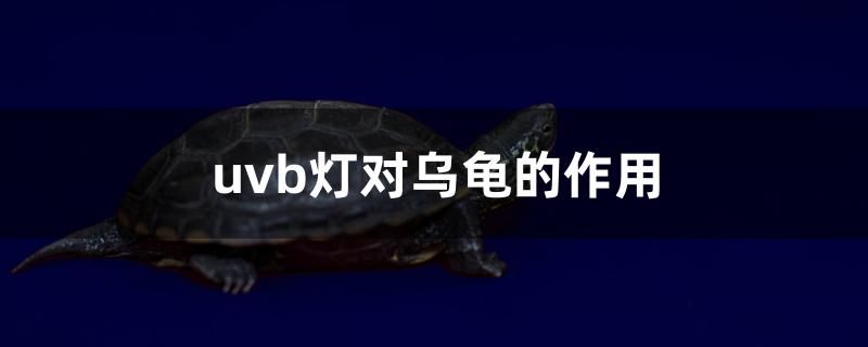 uvb灯对乌龟的作用 一眉道人鱼苗