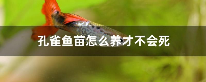 孔雀鱼苗怎么养才不会死 猪鼻龟