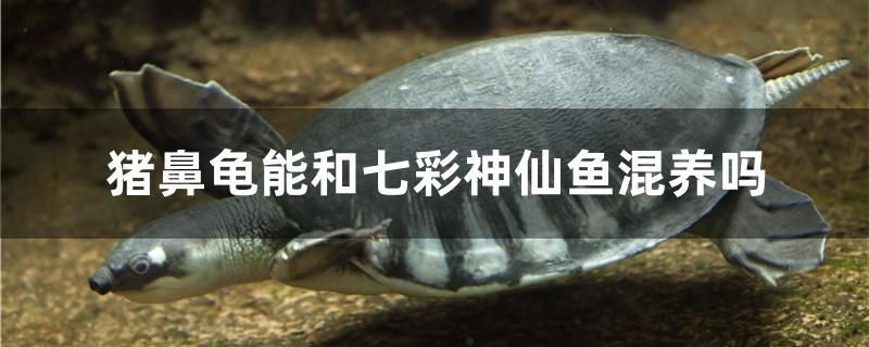 猪鼻龟能和七彩神仙鱼混养吗