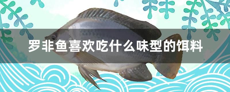 罗非鱼喜欢吃什么味型的饵料 高背金龙鱼