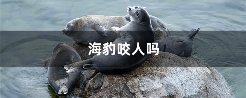 海豹咬人吗 细线银板鱼苗